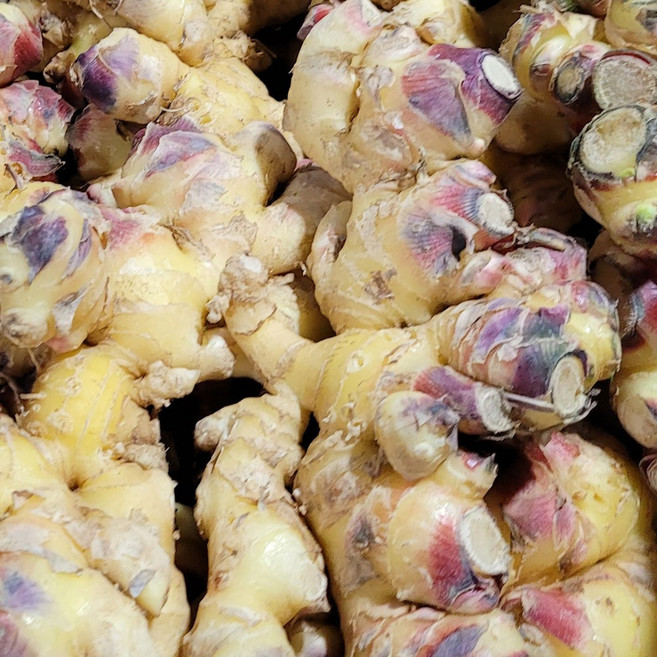 흙생강 국내산, 1박스, 5kg