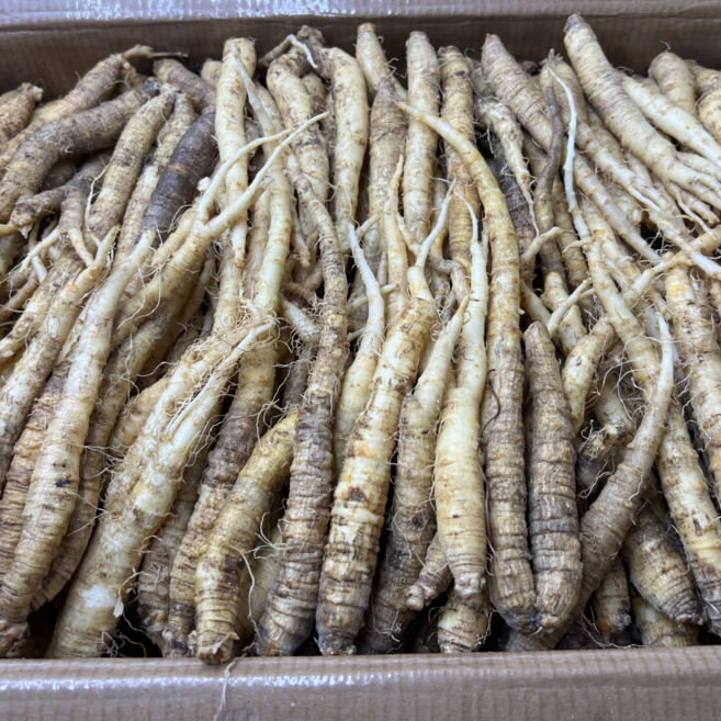 더덕 (소사이즈 ) 신선더덕 세척더덕 피더덕 중국산더덕 수입더덕, 1개, 10kg