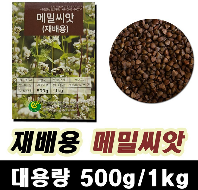 메밀 메밀씨앗 500g 메밀꽃 재배용 국내산, 1개