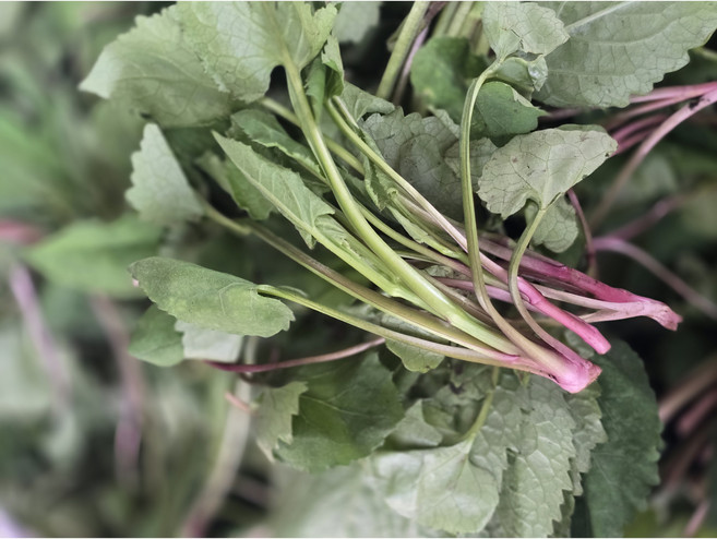 젠틀블루 여수 국내산 취나물, 1kg, 1개