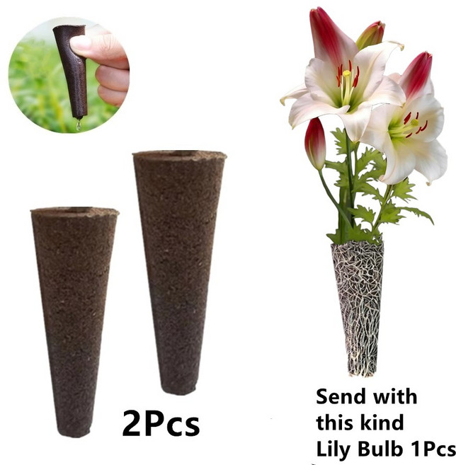 무토양 수련 구근 재배세트 (아마릴리스), K, 1개