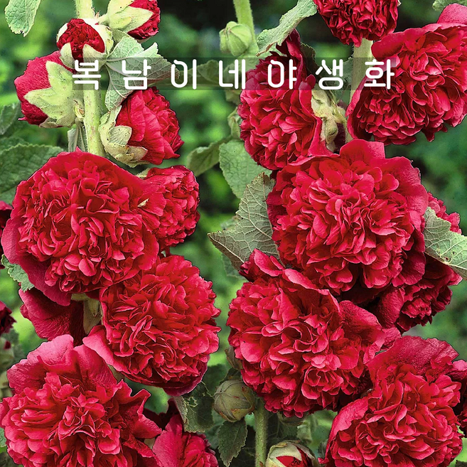 겹접시꽃 스칼렛 [3개 복남이네야생화 모종 레드 홀리훅 hollyhock], 3개
