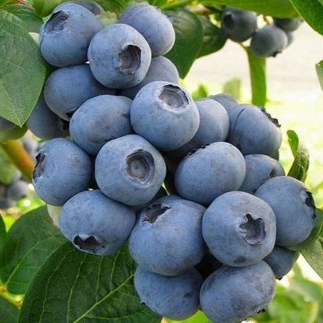 착한가격 나무생각 / 블루베리 / 삽목2년 / 포트, 1개