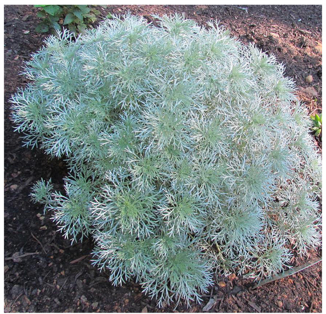 은쑥 구와쑥 중품, 1개