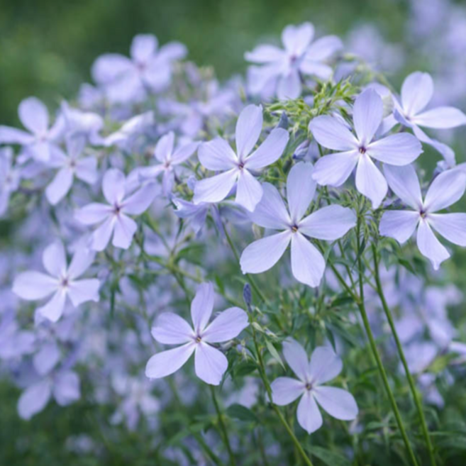 차가플록스 '블루퍼퓸' [3포트] (복남이네야생화 Phlox Blue Perfume 우드랜드 프록스), 1개