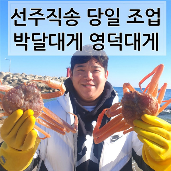 [선주직송] 26년 홍게 구룡포 박달홍게 햇홍게, 1박스, 2kg 5~9미