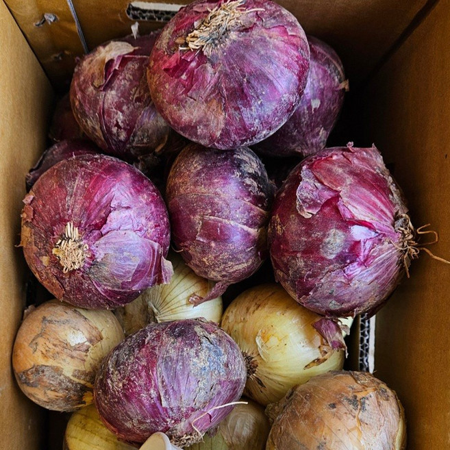 해풍맞은 무안양파 자색양파 적양파, 1개, 자색양파 5kg