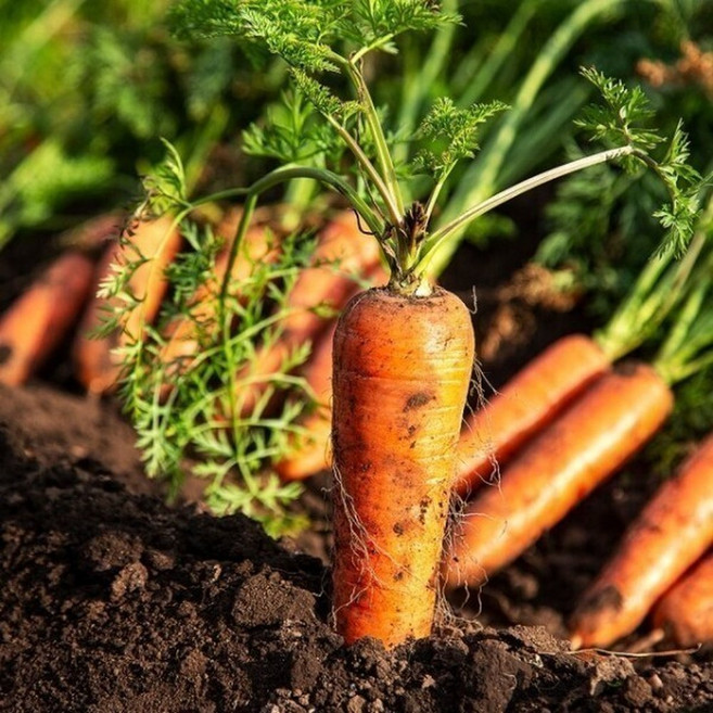 국내산 제주도 구좌 당근 흙당근 특사이즈 10kg(2025년 구좌당근), 1개, 10kg