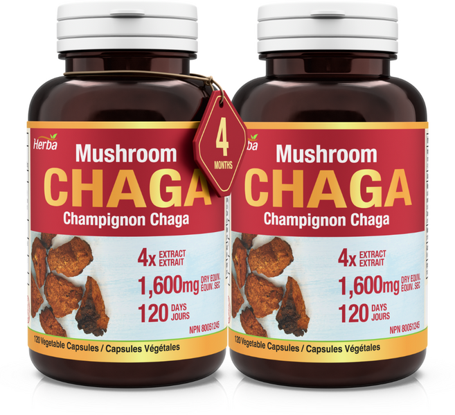 차가 120캡슐 베타글루칸 4배 농축 차가버섯 1600mg 허바 캐나다, 2개