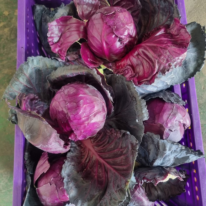 [제니네 제철과일] 산지직송 제주 적채 아삭한 자색양배추, 10kg, 1개, 10L