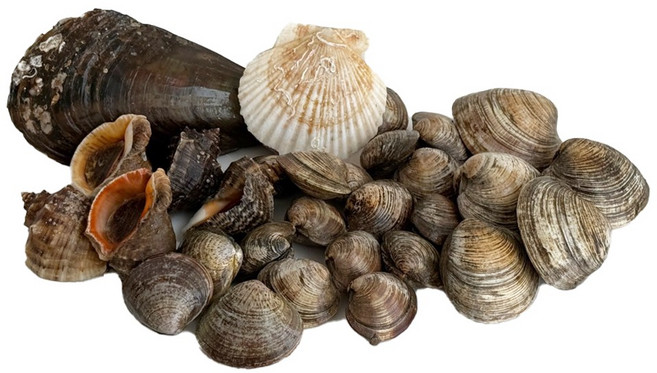 두팜 조개구이 2kg 세트 조개모듬 캠핑조개, 실속세트 2kg 내외, 1개