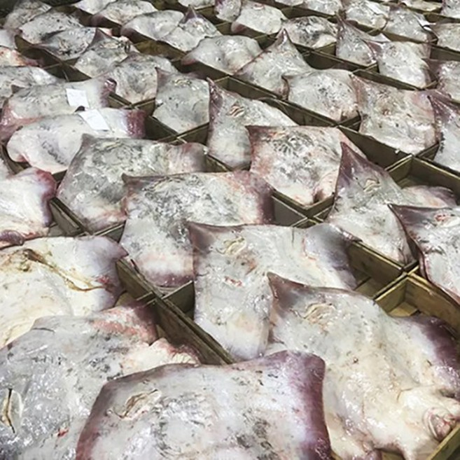 국산 숙성 참홍어 흑산도 홍어 산지직송 250g 500g 1kg(홍어애 증정), 1세트, 흑산도 홍어 250g (약한 맛)