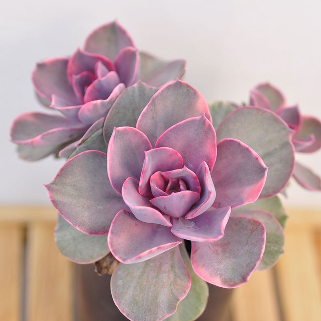 핑크 웨스트레인보우 다육이 키우는법 쉽게 키울수있는 다년생 다육 식물2-119, 1개, 1개, 다색