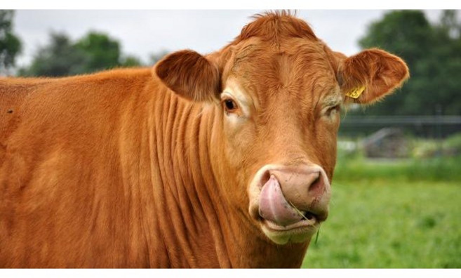 한우 암소 소머리 한마리/ 반마리 (머리뼈+고기+우설포함), 암소반마리잡뼈1.5kg 추가, 1개