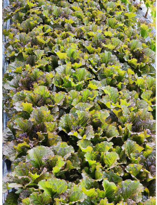 남원 나무골농원 적상추(600g 1kg 2kg 4kg), 1박스