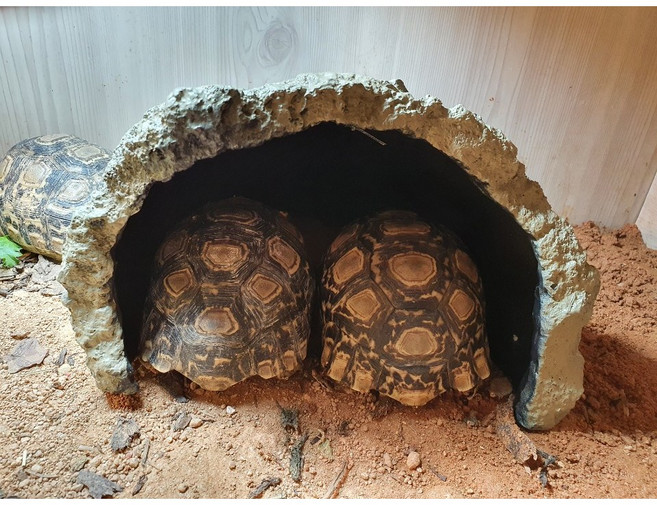 육지거북 (파충류)노모이 점보 대형 은신처, 1개