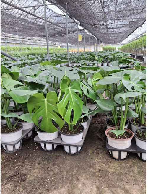 1+1 농장특가 몬스테라 중품 인테리어화분 공기정화, 1개