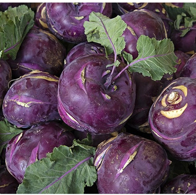 제주 콜라비 아삭 달콤한, 1세트, 1kg