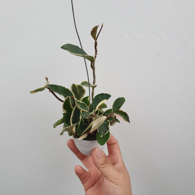 2인치 카노사화이트 수입식물 행잉 호야카노사 35~50cm 59