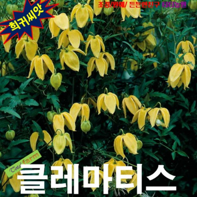 (씨앗) 개버무리(클레마티스 골든옐로우) 10립, 1개