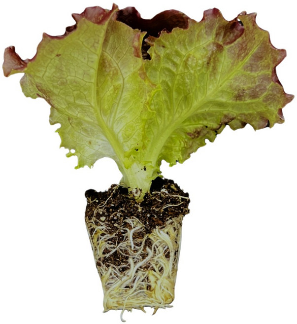 [모종심는아빠] 기르기 쉽고 수확량이 많은 꽃상추 모종, 12개