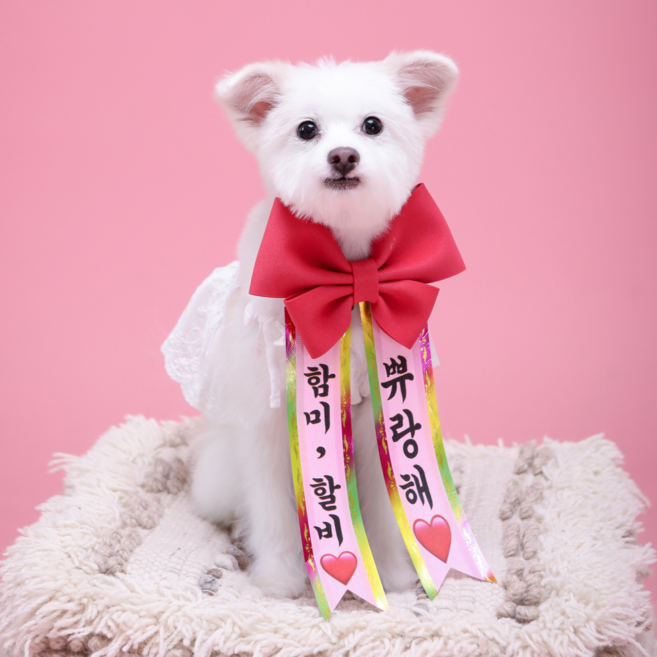 동 인간화환 6컬러 문구 아기화환 강아지화환 결혼식 리본, 미니, 분홍, 분홍