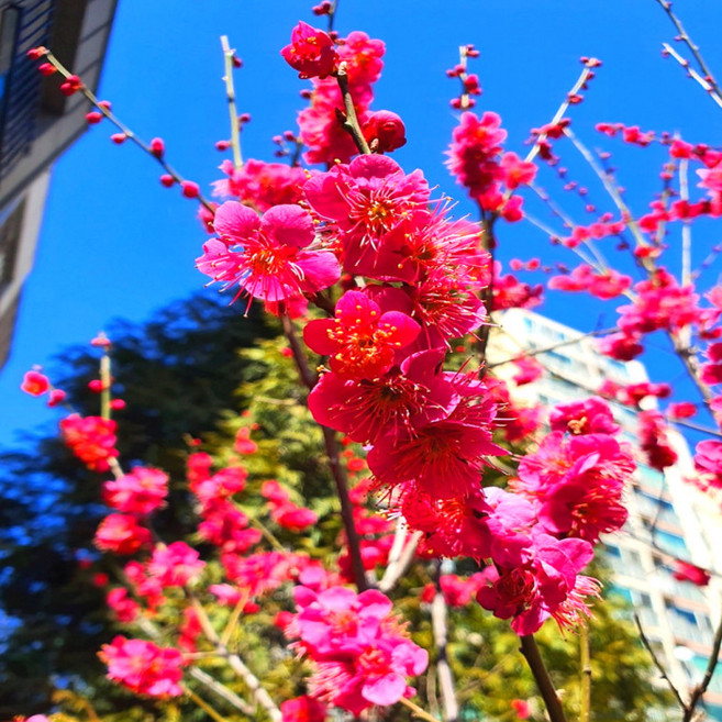 목하원예조경 설중매 매실나무 R3전후 결실주 봄꽃나무 매화 정원조경수 노지월동 매화꽃 개화주 묘목, 1개