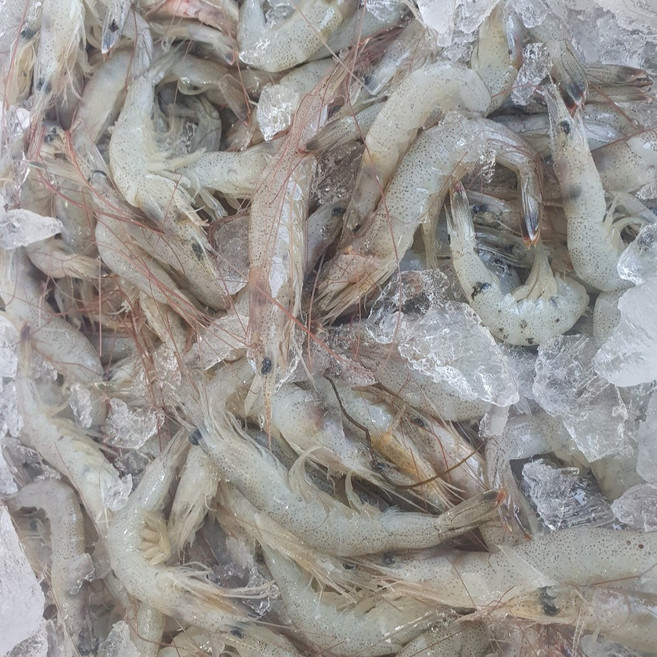 당일조업 여수 중하새우, 1박스, 급냉 1kg (100미 내외)