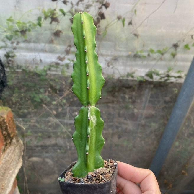 창문모형 우드 창틀 벽장식 카페 벽걸이 가짜창문, 0111