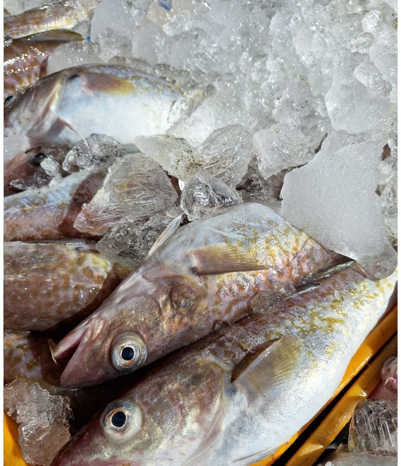 생대구 국산 자연산 생물대구 대구탕 급냉, 1개, 2kg(  1 ~ 4마리)