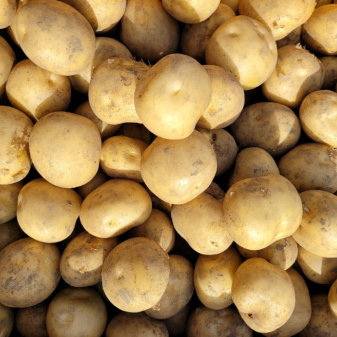 강원도 산지직송 저온숙성 제철 햇 수미감자, 1박스, 왕특 2kg