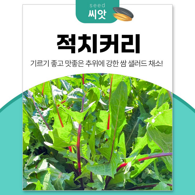 세경팜 소화촉진에 좋은 쌈채소 적치커리 씨앗 1500립, 4개