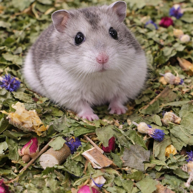 햄스터 베딩 플라워 가든 믹스 50g, 1개