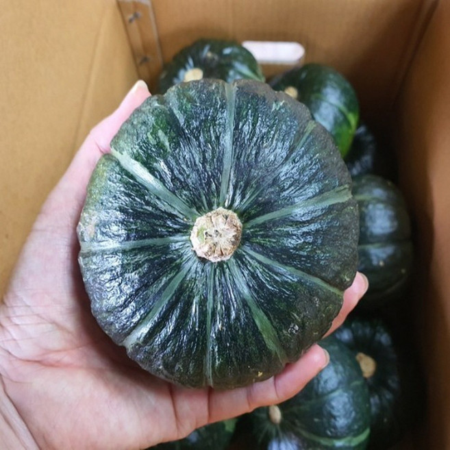 달콤하고 부드러운 맛 산지직송 국내산 햇밤단호박 미니밤호박, 1박스, 2kg