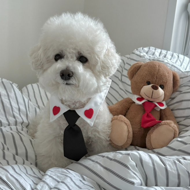 강아지 하트 넥타이 애견 스카프 고양이 케이프 소형견 중형견 정장 옷, 하트 레드, 1개