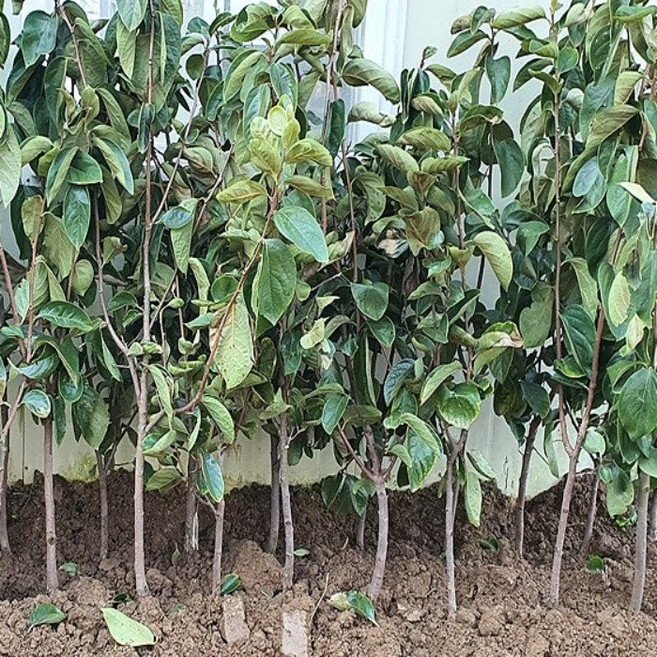 목하원예조경 대봉감나무 R3점전후 결실주 묘목 노지월동 대봉 감나무 정원과일나무 유실수, 1개, 단일