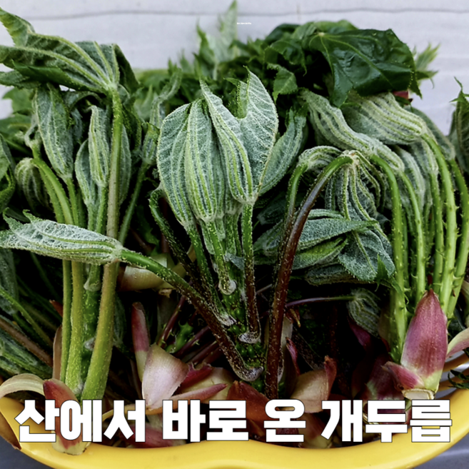 특등급 산나물 산지직송 엄나무순 개두릅, 1박스, 1kg