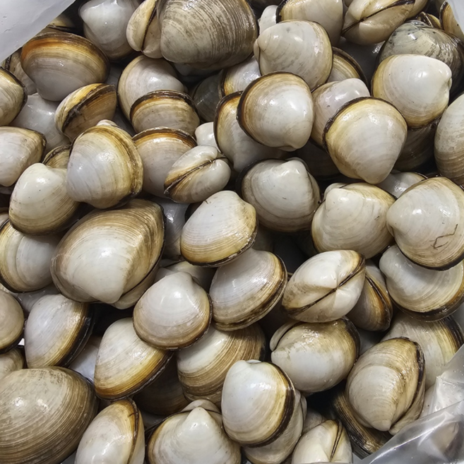 서해안 산지직송 서천 동죽조개 생물 해감조개, 1개, 10kg