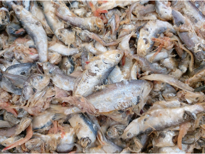 잡젓 3키로 국내산(조미료0) 광주젓갈상회, 1개, 3kg