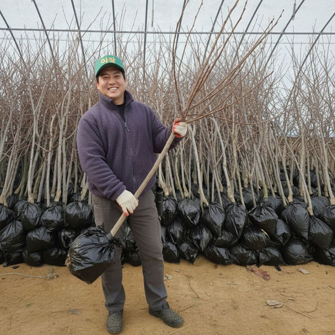 감나무 묘목 대봉감나무 3년생 결실주, 1개, 대봉 감나무