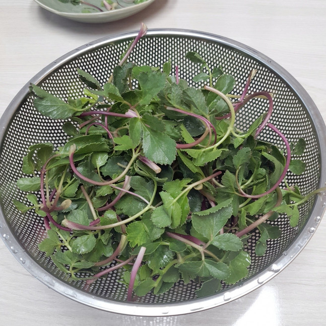 [울진 당일수확]방풍나물 해방풍 갯방풍 봄나물, 1개, 3KG