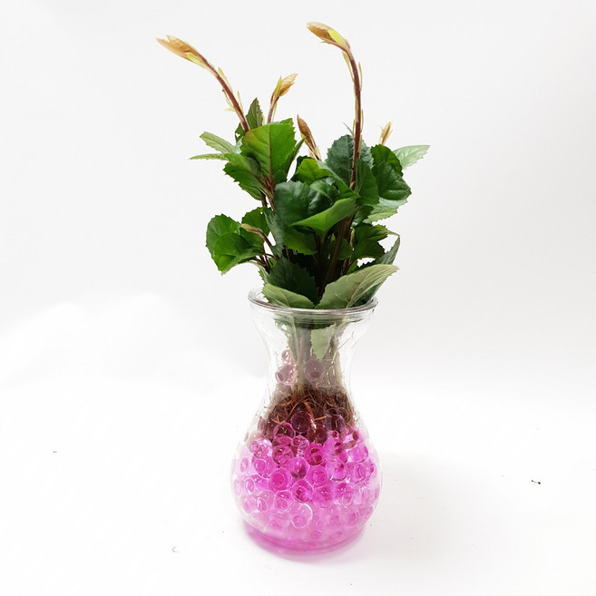 트리앤 젤리소일 1+1 푸딩병 개운죽 / 테이블야자 스킨답서스 아이비식물 워터비즈 답례품 공기정화식물 실내습도조절 유리병 칼라소일 칼라스톤 칼라자갈 색돌 수경식물, 15-5. 라인병 젤리 산호수(핑크) 1개