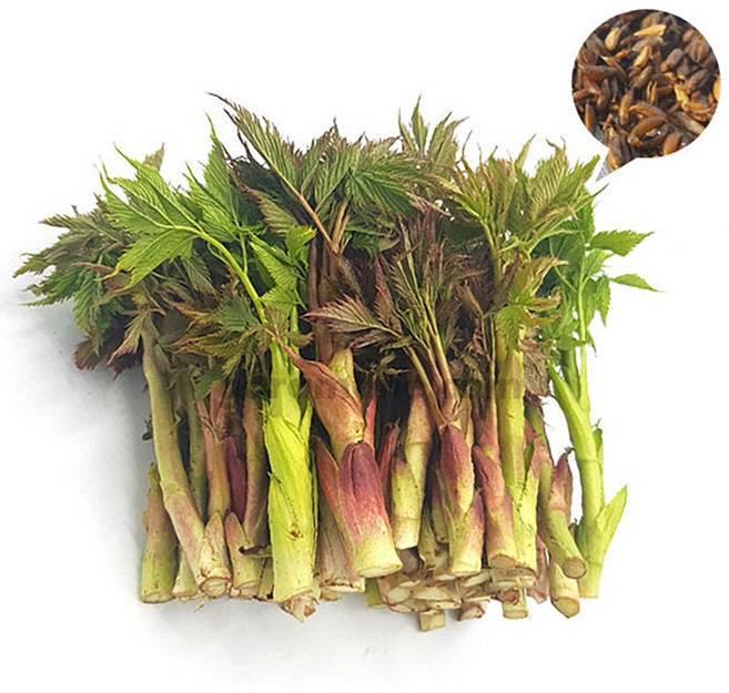 눈개승마 씨앗 500알 채소씨앗 야채씨앗 삼나물 씨앗, 1개