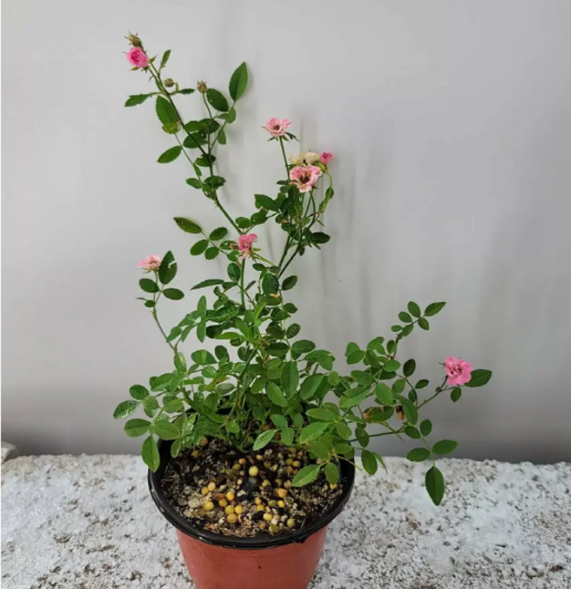 애기찔레(노지월동가능) 꽃이 피고지고해요, 1개, 퍼플그린색