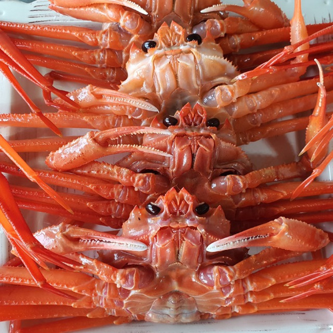 마켓통 연지홍게 10마리 내외 포항 구룡포 산지직송 자숙 연지홍게 (찜+배송비 포함), 1개, 2.7kg, 1박스