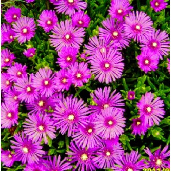 송엽국 모종 (소형모종포트 식재) 야생화 노지월동, 10개