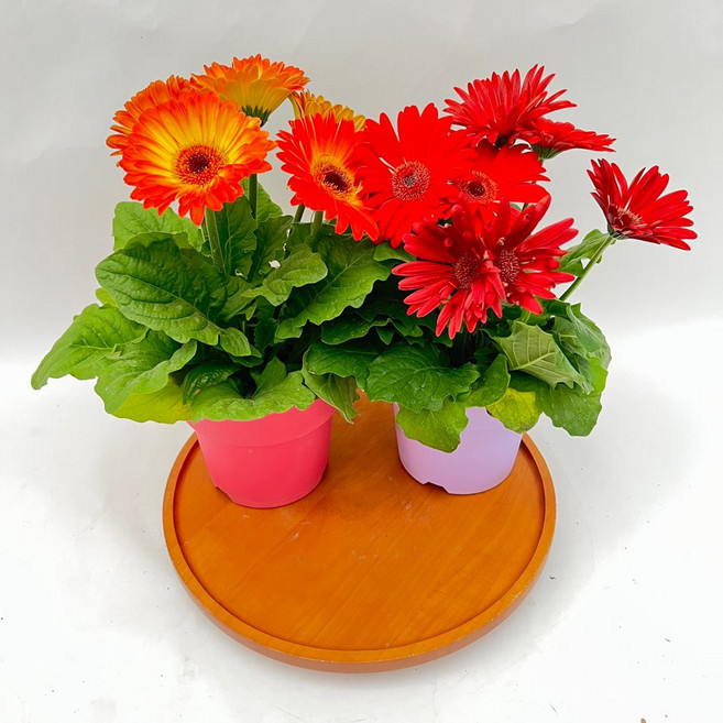 거베라 생화 중품 1+1 꽃색상랜덤 꽃화분 반려식물 제이팜, 1개, 랜덤발송