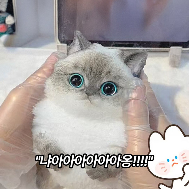고양이 말랑이 5종, 일본 냥이
