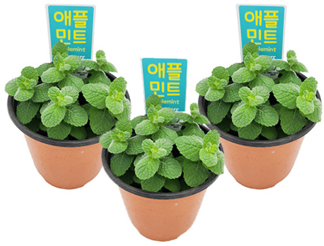 꽃집아가씨 [1+1+1모기퇴치/벌레퇴치/허브 17종 묶음판매]구문초/벤쿠버/야래향/파리지옥/긴잎끈끈이주걱/네펜데스/퍼포리아/로즈마리/장미허브/라벤더/애플 초코 스피아 페퍼민트, 11, 3개, 애플민트(S)