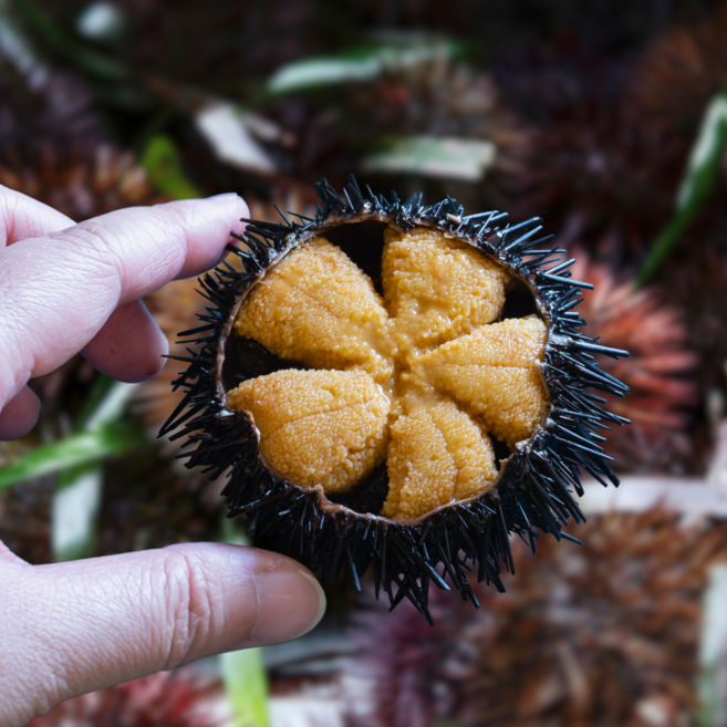 [국내산 생물] 해녀채취 성게알 우니 고급 일식당 납품상품, 1개, 국내산 생물 말똥성게 100g